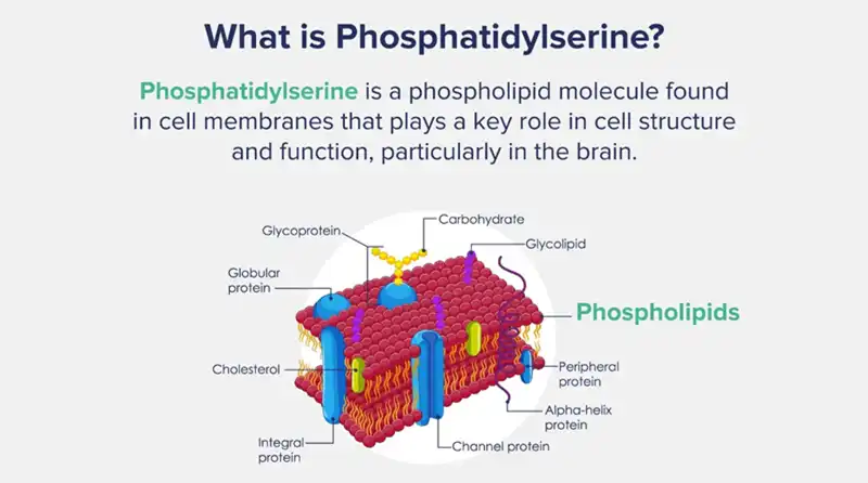 Phosphatidylserine powder