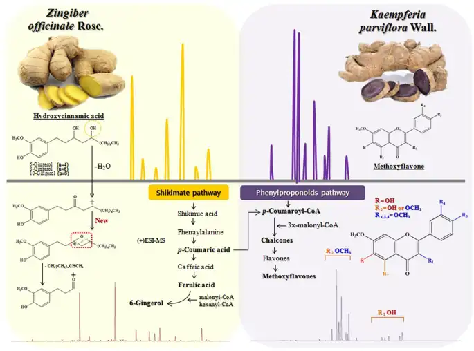 Black Ginger extract vs Ginger extract
