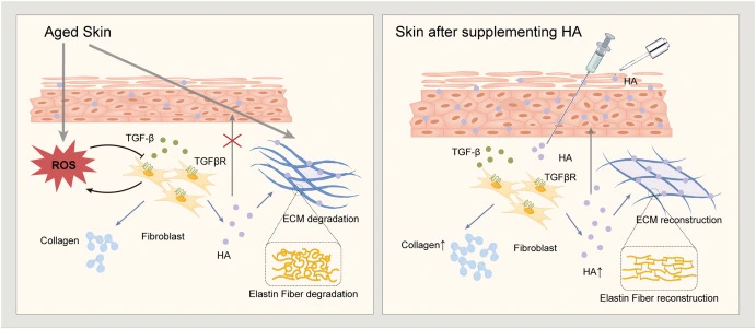 how hyaluronic acid powder works