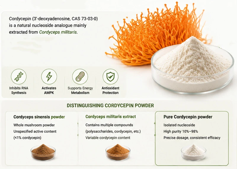 cordycepin powder