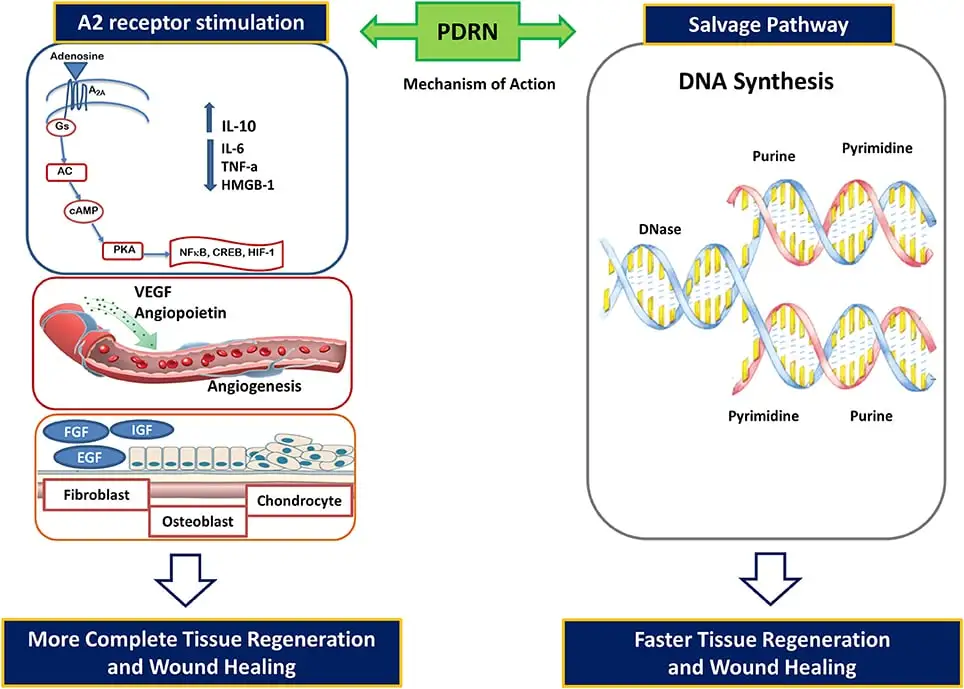 how pdrn powder works how pdrn powder works