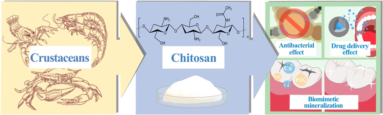 chitosan powder application