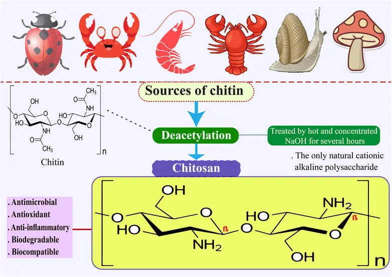 chitosan powder properties