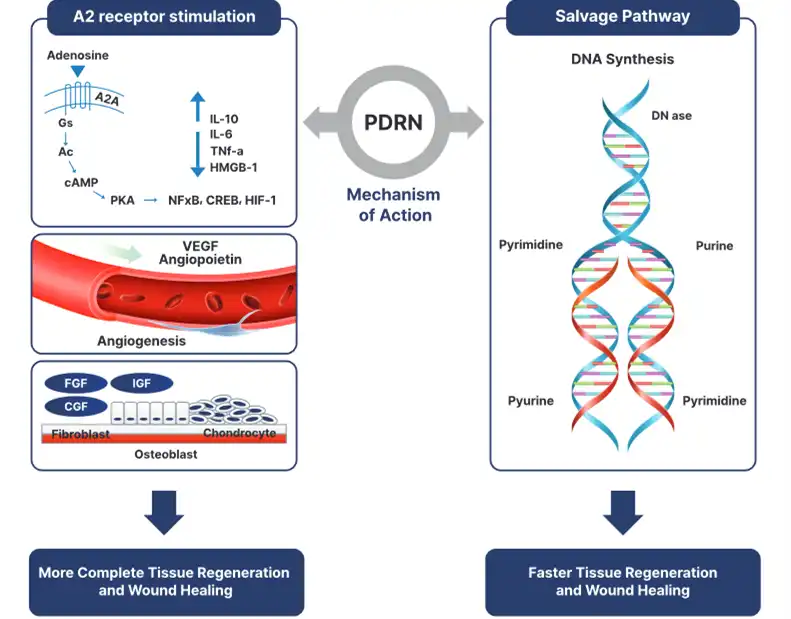how PDRN POWDER work