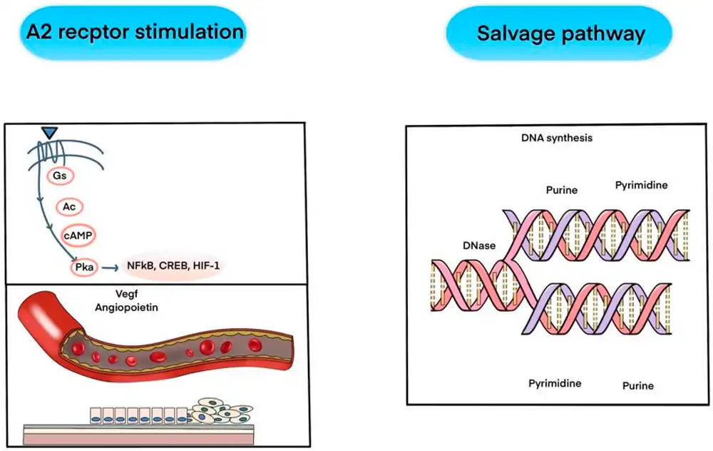 how Polynucleotide work