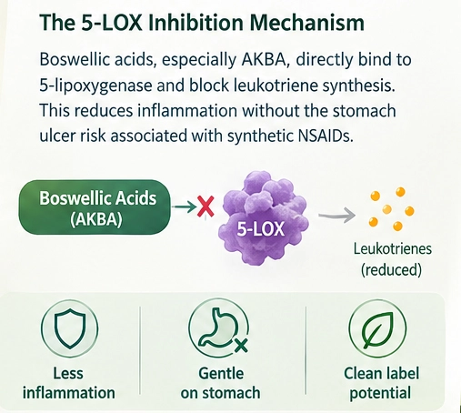 Boswellic Acid powder function