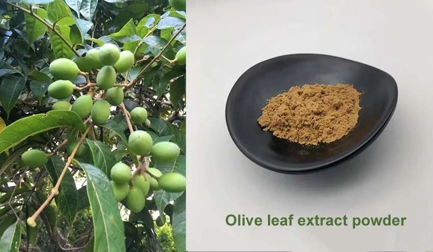olive leaf extract powder