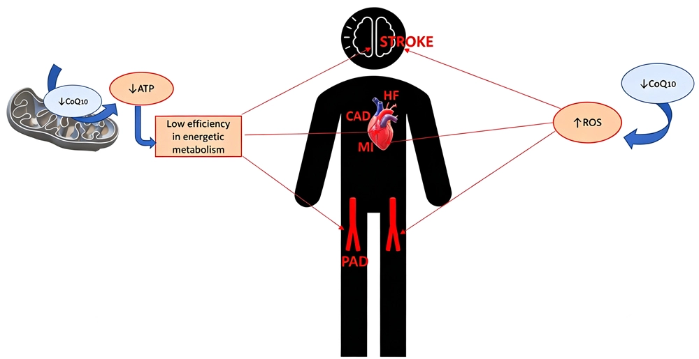 Coenzyme Q10 Powder for Cardiovascular