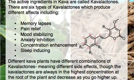 Kava Extract ဆိုတာဘာလဲ၊ ဘယ်လိုအလုပ်လုပ်သလဲ။