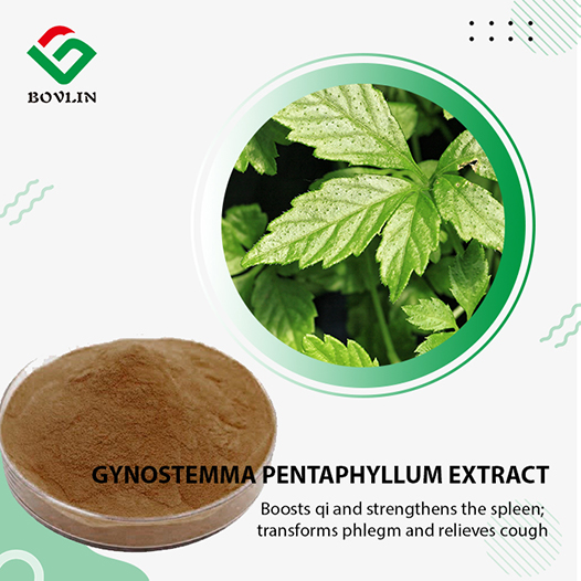 Bulk Gynostemma Pentaphyllum Extract Bulk Gynostemma Pentaphyllum Extract