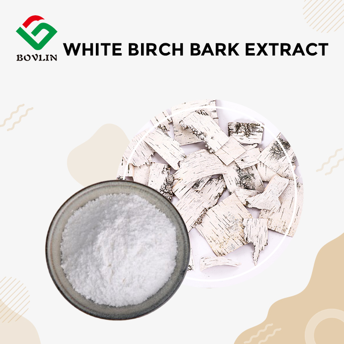White Birch Bark Extract