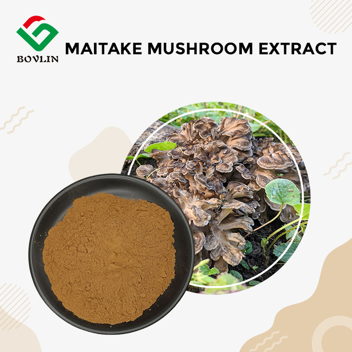 Maitake Mushroom Extract Powder Maitake Mushroom Extract Powder